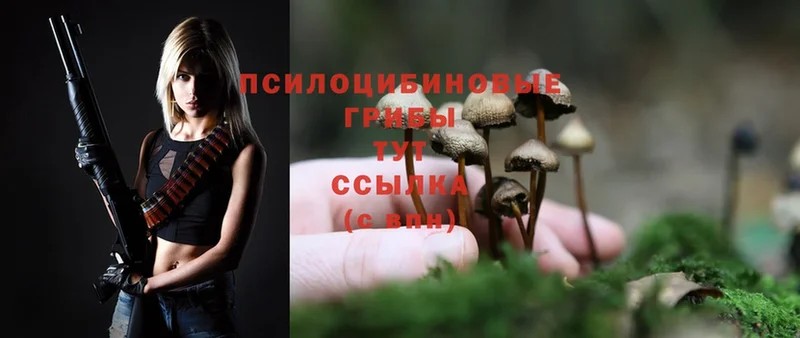 Галлюциногенные грибы Cubensis  Татарск 